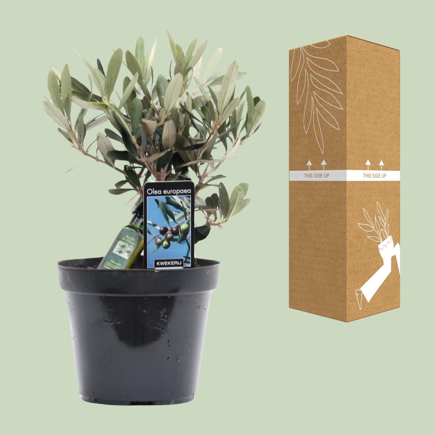 Olea Olive - Ø13cm - ↕25cm