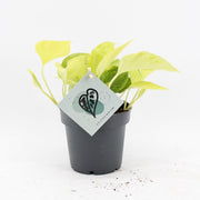Epipremnum Champs Élysées - Scindapsus Champs Élysées - Geel - Tropisch - Ø12cm - ↕25cm