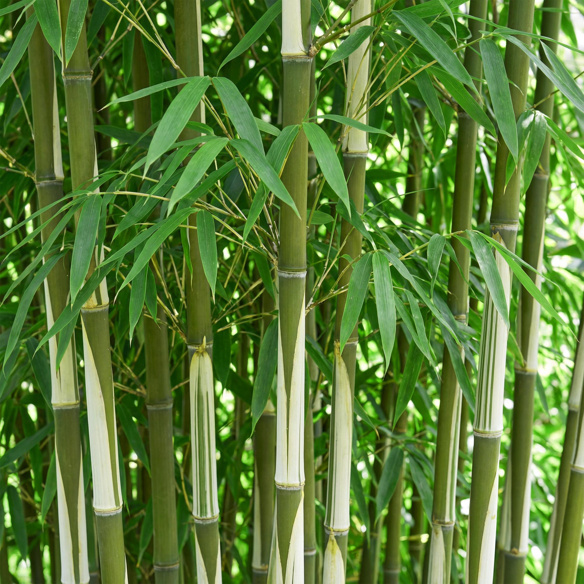 Bamboe - Fargesia robusta Pingwu - Bladhoudend - Niet Woekerend - Groen - 18 Planten - Pot 14cm - Hoogte 35cm