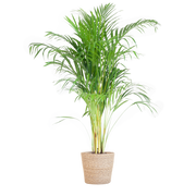 Areca Palm (Dypsis) met Sofia mand naturel - 100cm - Ø21