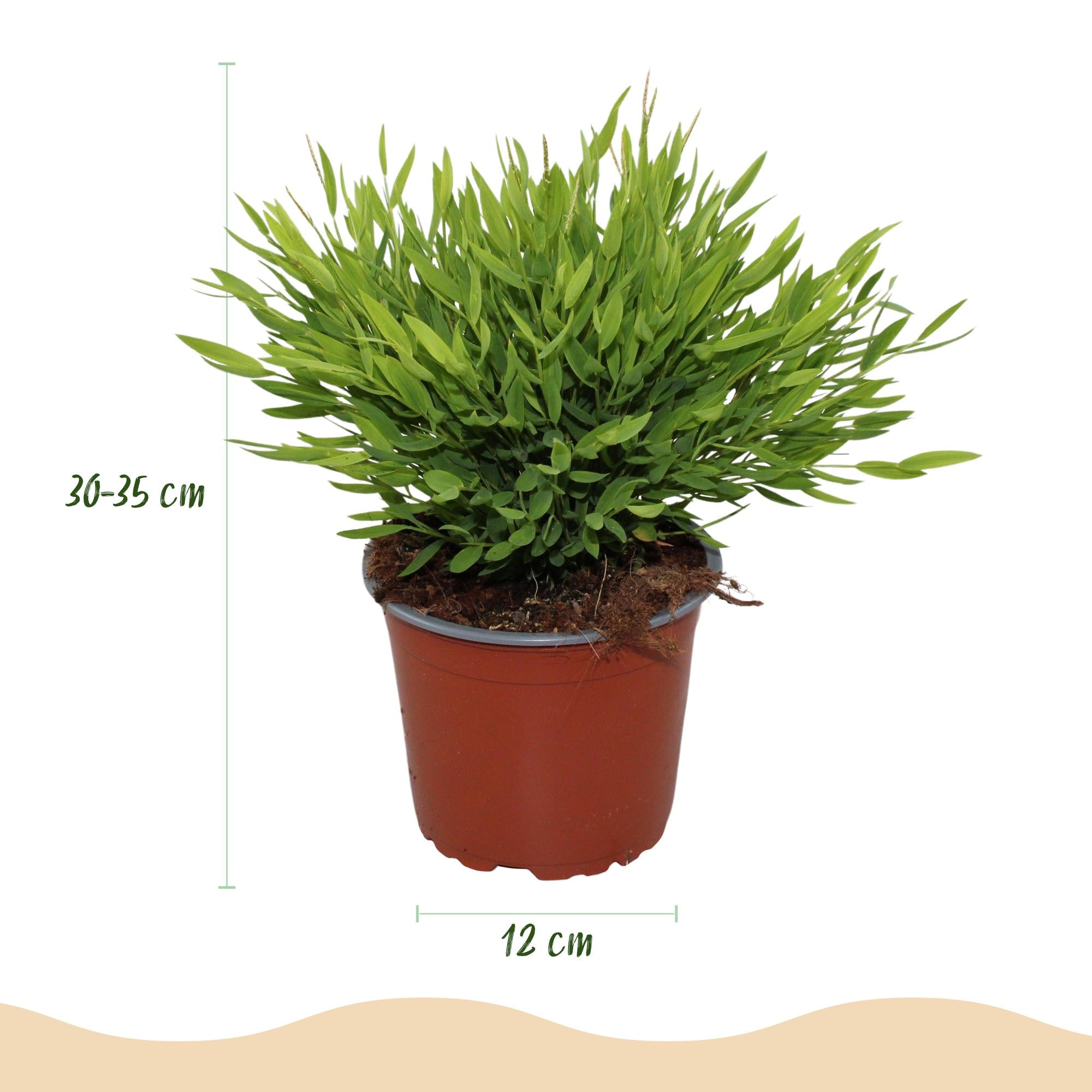 Bamusa Pogonatherum Monica - Kamerbamboe - Huisdiervriendelijke Plant - Groen - 2 Planten - met Mand - Pot 12cm - Hoogte 20cm