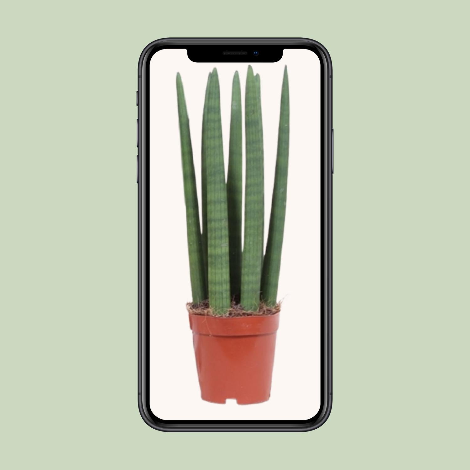 Sansevieria Recta - Ø12cm - ↕40cm