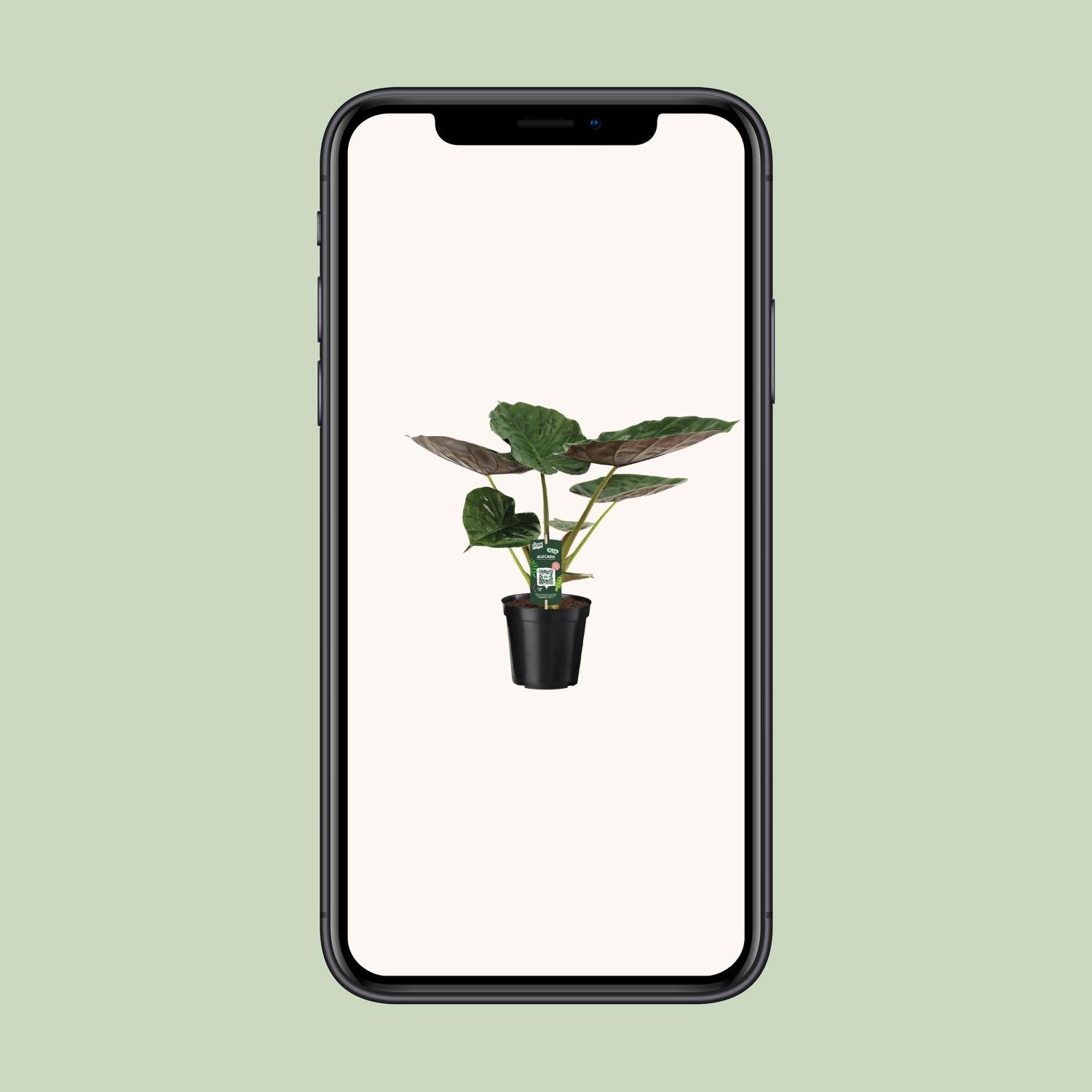 Alocasia Wentii – Elefantenohr – Ø 19 cm – ↕ 70 cm