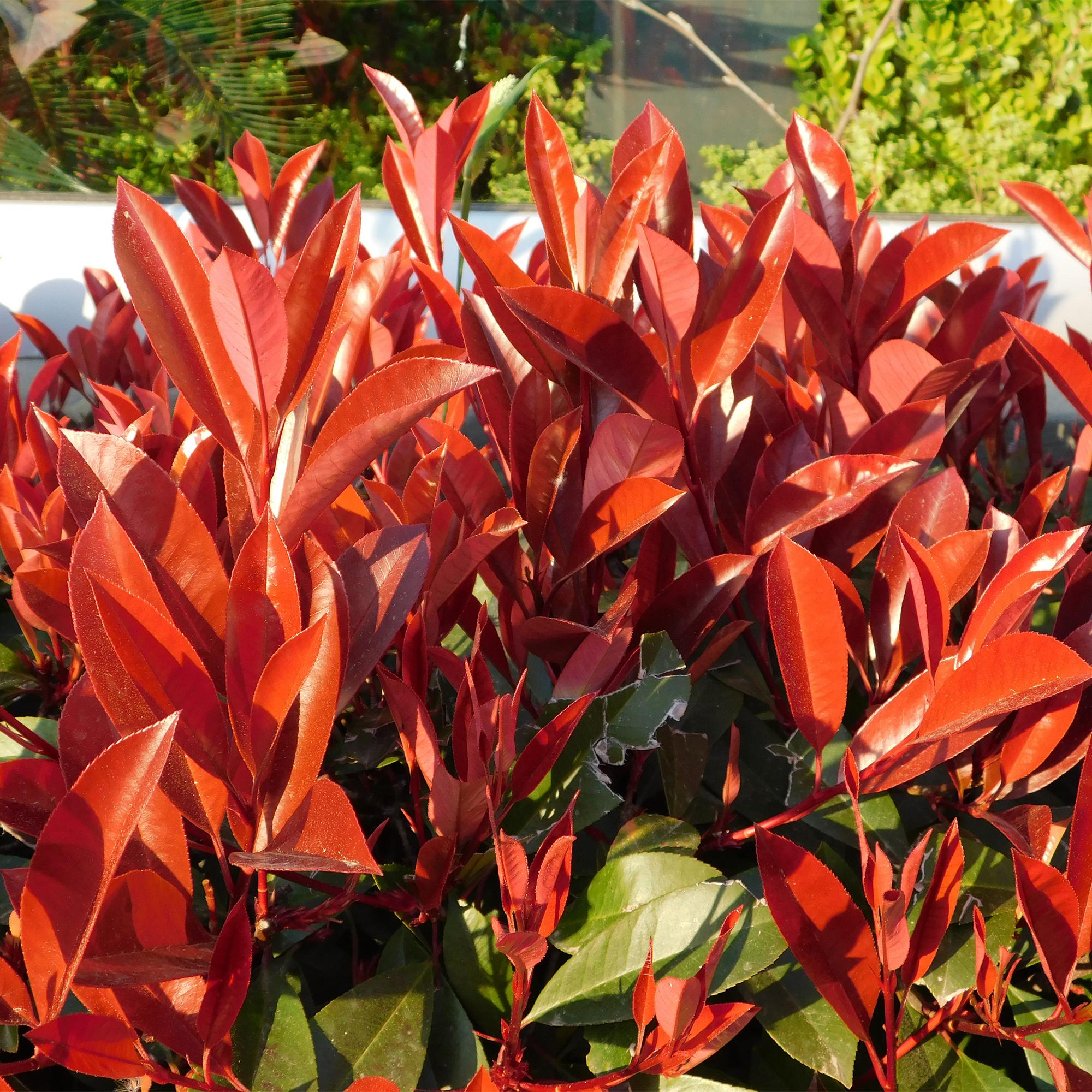 Photinia fraseri Red Robin - blad rood groen  - 8 planten - 1 strekkende meter - groenblijvend - pot 9cm hoogte 30-35cm