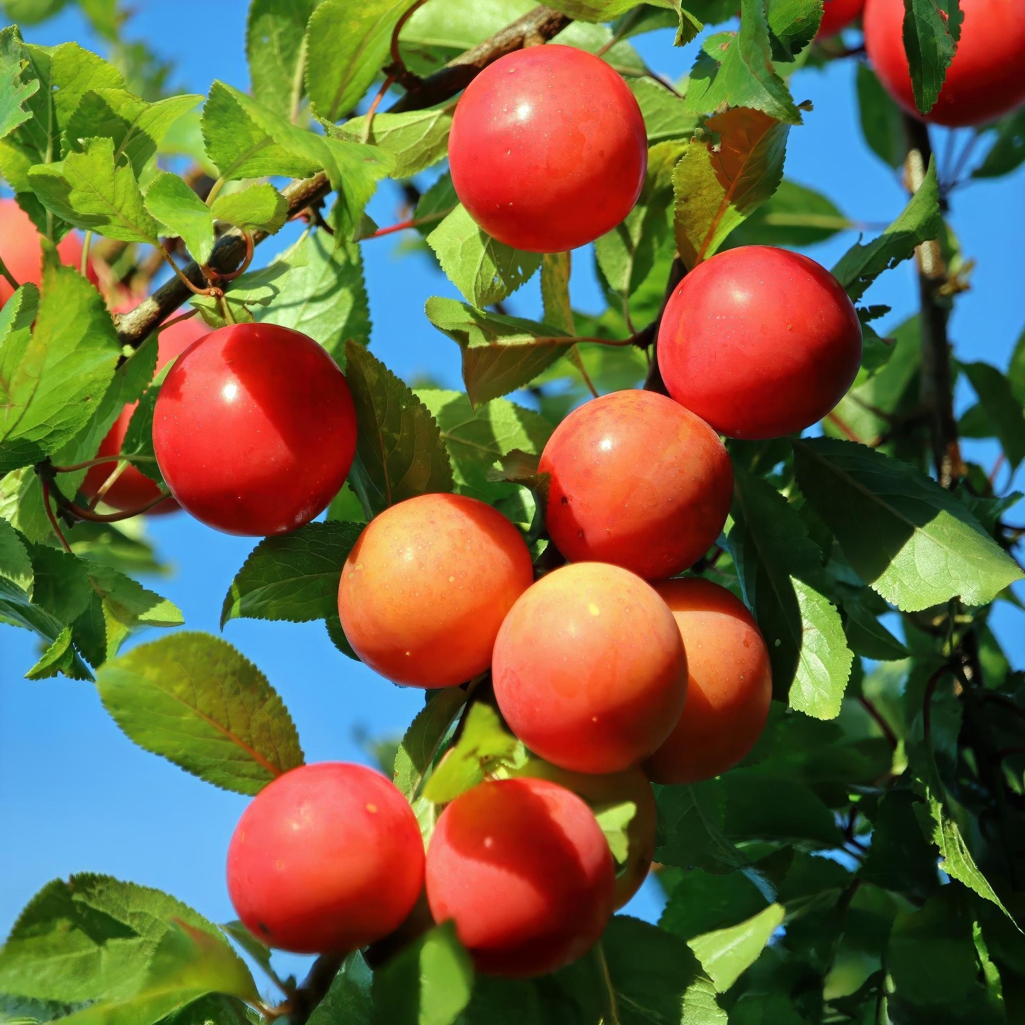 Pruimen boom - Prunus domestica Victoria - Rode Pruim - Pot 21cm Hoogte 90cm