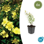 6 x Hypericum 'Hidcote' - ↕10-25cm - Ø9cm