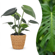 Monstera Deliciosa - Gatenplant - met Mand - Pot 12cm - Hoogte 30cm