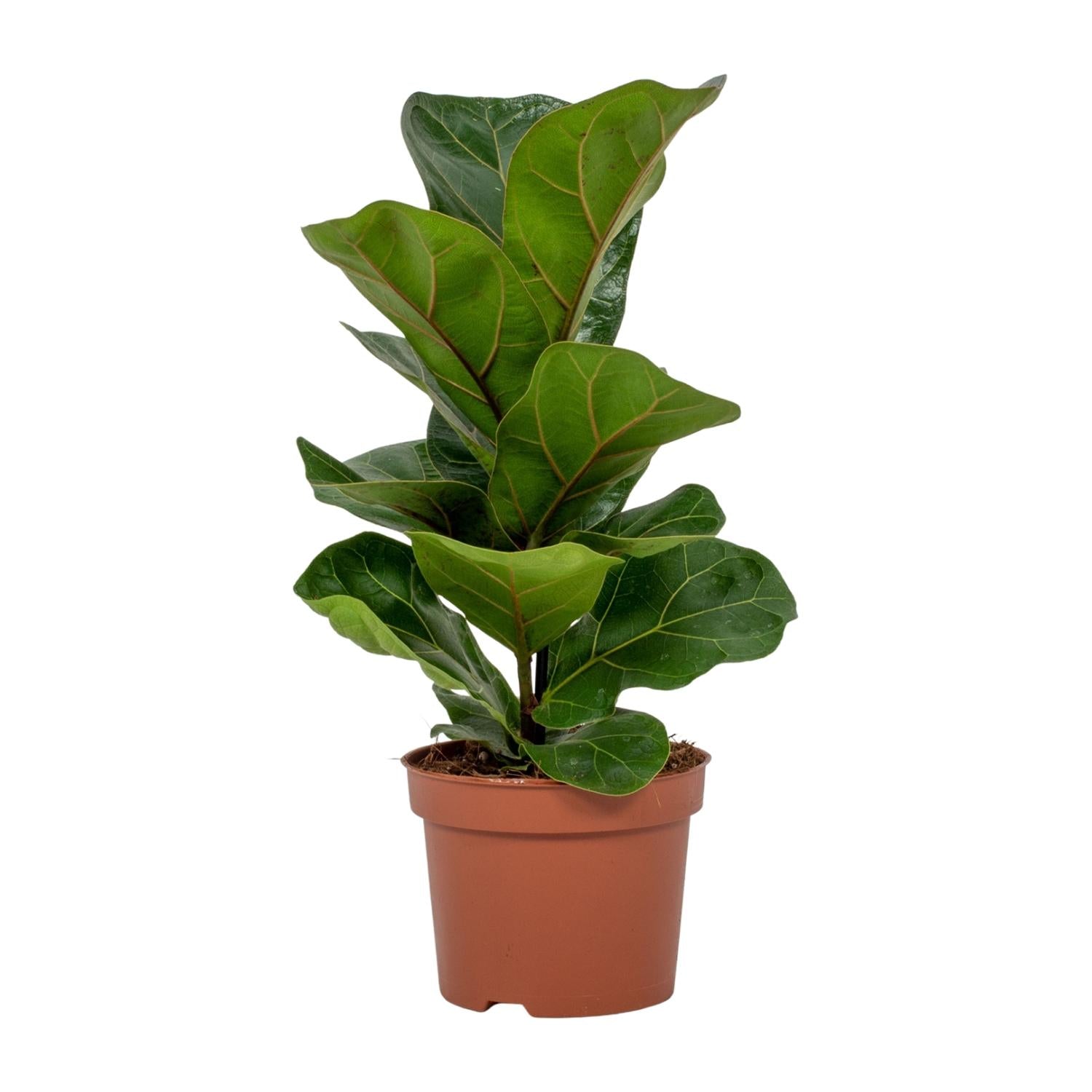 Ficus Lyrata - Ø12 cm - ↕30 cm