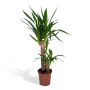 Juka Elephantipes - Ø17cm - ↕85cm