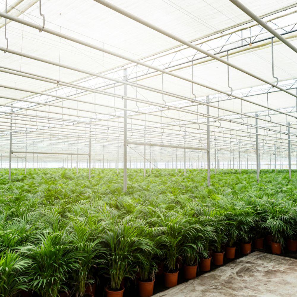 Areca-Palme mit Topf - ↨110 cm - Ø21 cm