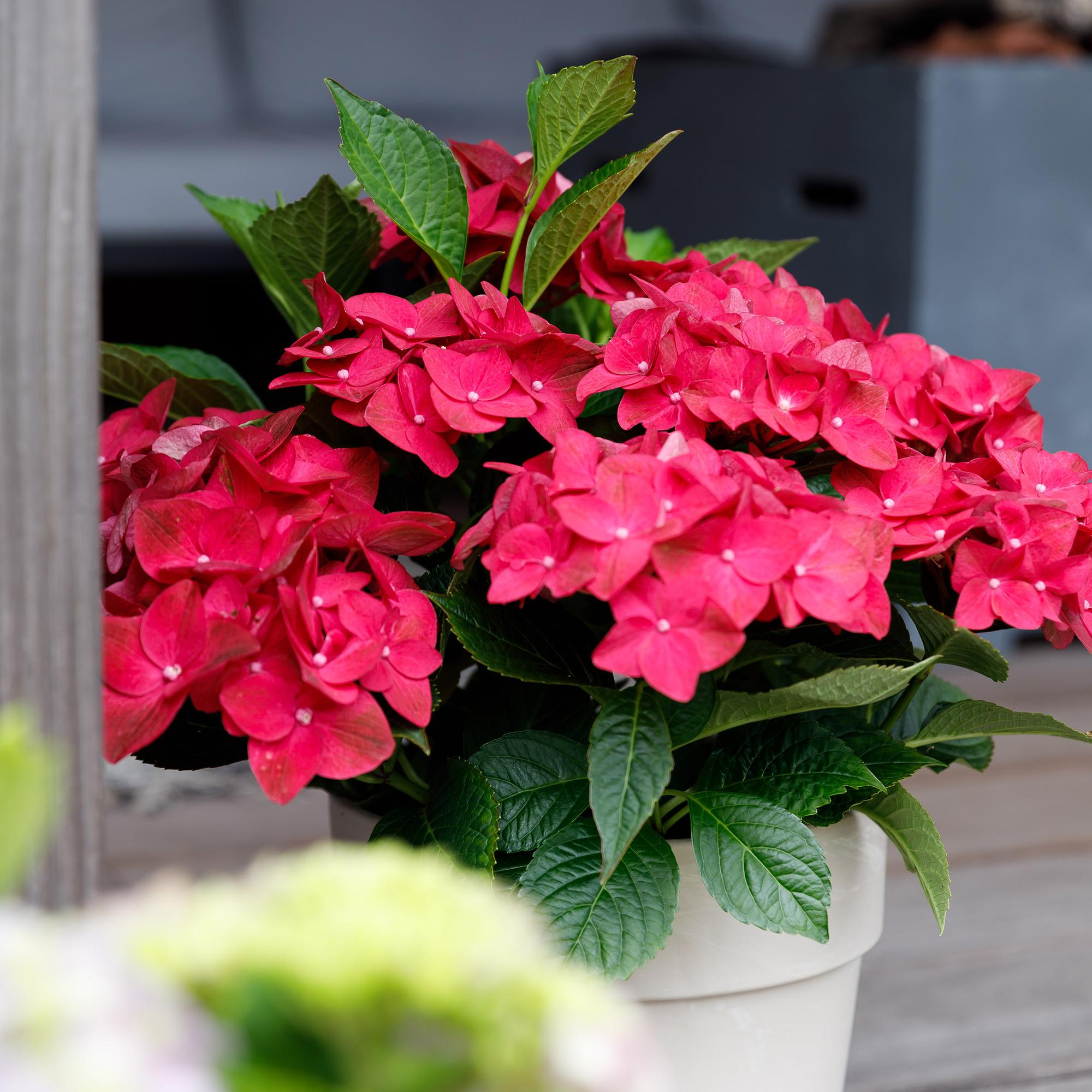 Hortensia - Hydrangea Magical Teusday & Saphire - Rood - 6-10 Bloemen - Pot 23cm Hoogte 55cm