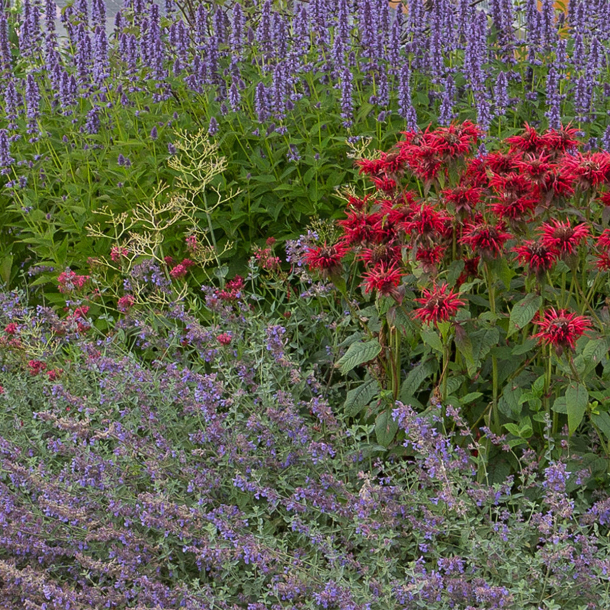 Borderpakket - Geurend - Diversen - Soorten en kleuren - 12 Planten - Pot 11cm - Hoogte 15-25cm
