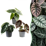 Baby Alocasia Tricolour 3x - Rood - Groen - Zwart - Tropisch - Ø6cm - ↕12cm