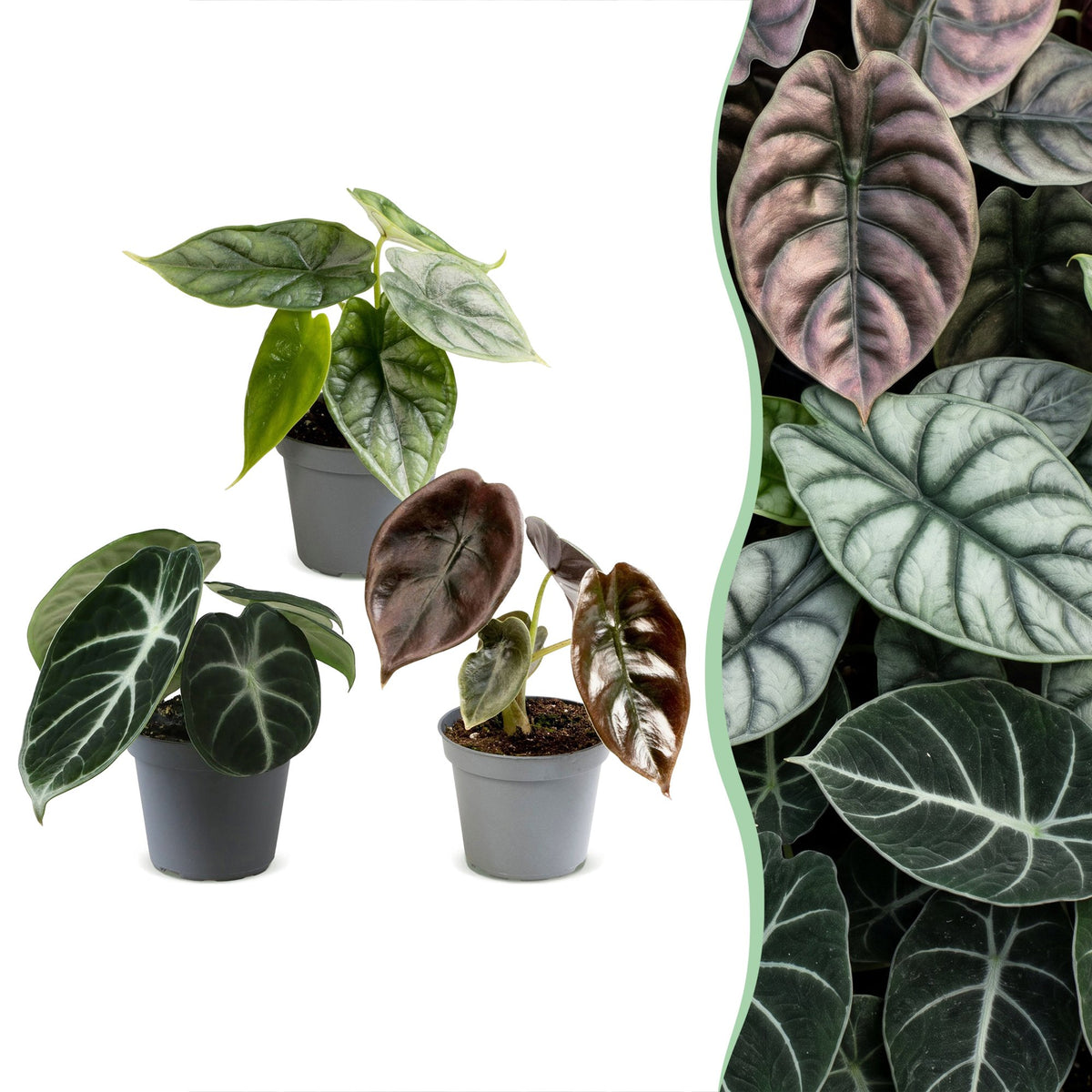 Baby Alocasia Tricolour 3x - Rood - Groen - Zwart - Tropisch - Ø6cm - ↕12cm