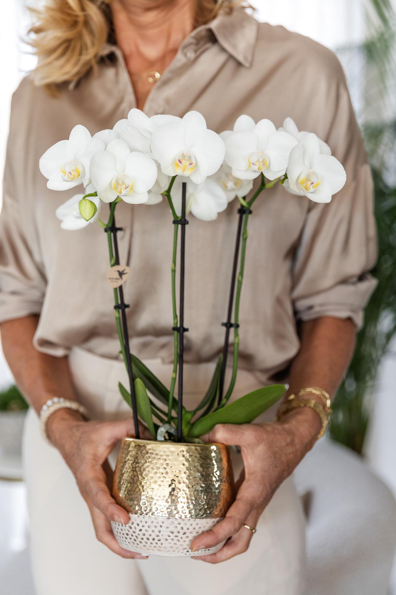Kolibri Orchids | orchidea Phalaenopsis bianca – Amabilis + Elite pot gold – dimensioni del vaso Ø9cm – altezza 40cm | pianta da appartamento fiorita in un vaso di fiori - fresca dal coltivatore