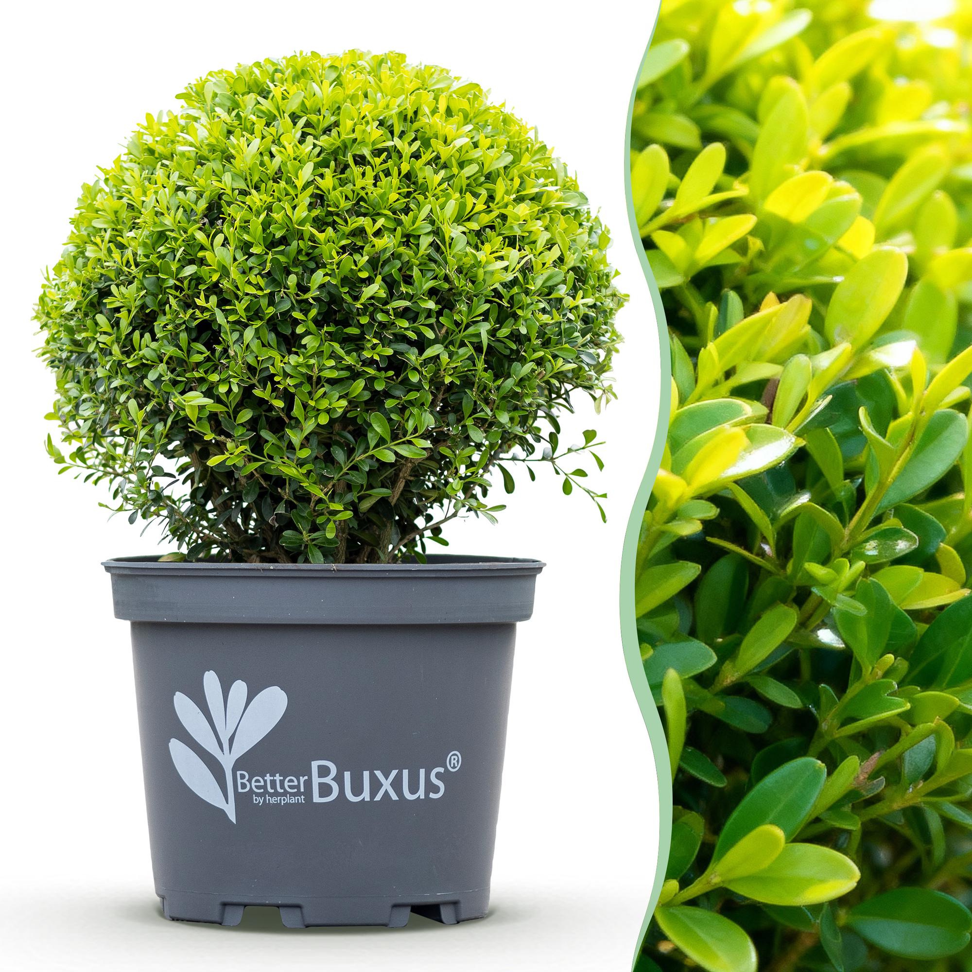 Buxus Bol - BetterBuxus Skylight - Resistant tegen Buxus Schimmel - 2 planten - pot 26cm bol 30cm