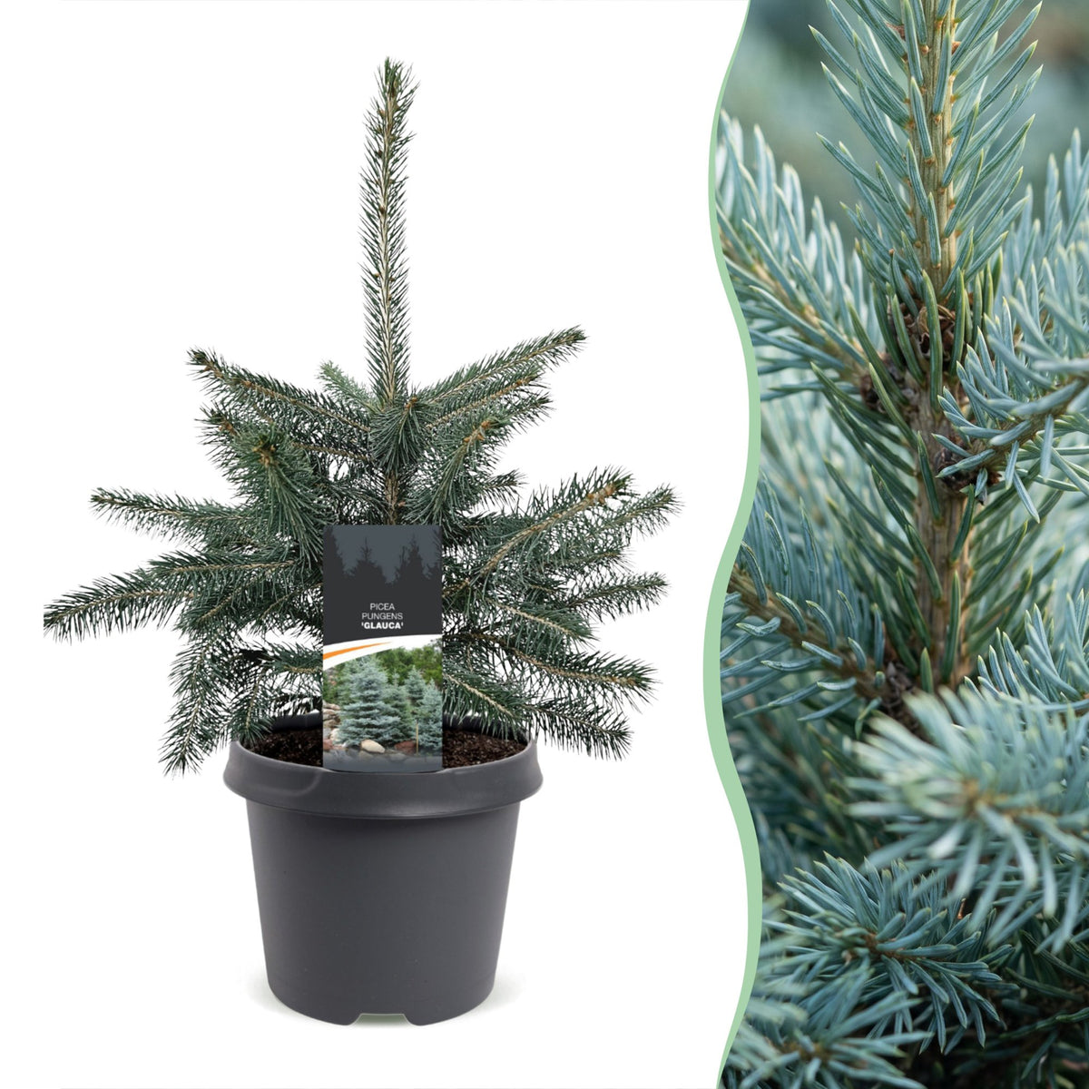 Picea pungens Glauca - Blauwe spar - Blauw - Kerstboom - Ø23cm - ↕60cm