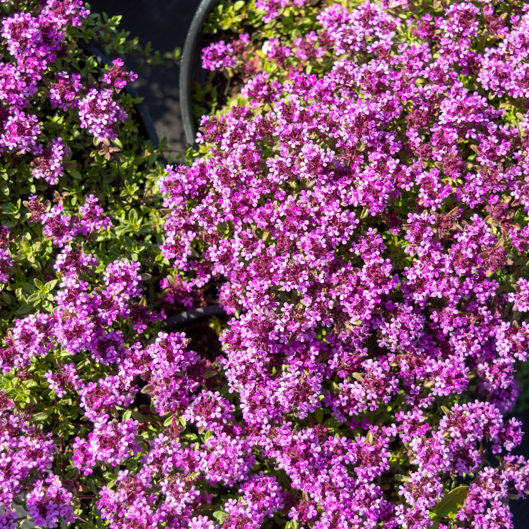 12x Thymus praecox 'Coccineus' - ↕10-25cm - Ø9cm