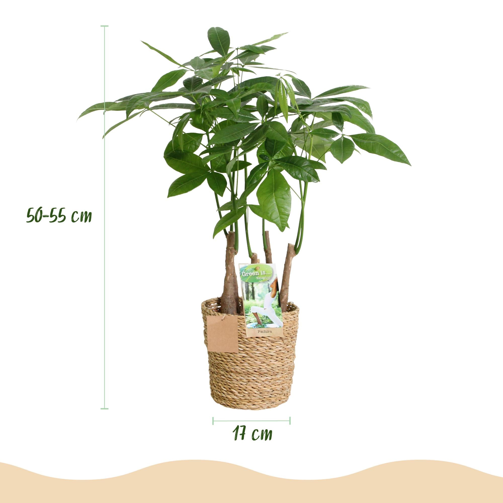 Pachira Aquatica multi stam - Geldboom - met mand - Pot 17cm - Hoogte 50-55cm 2x