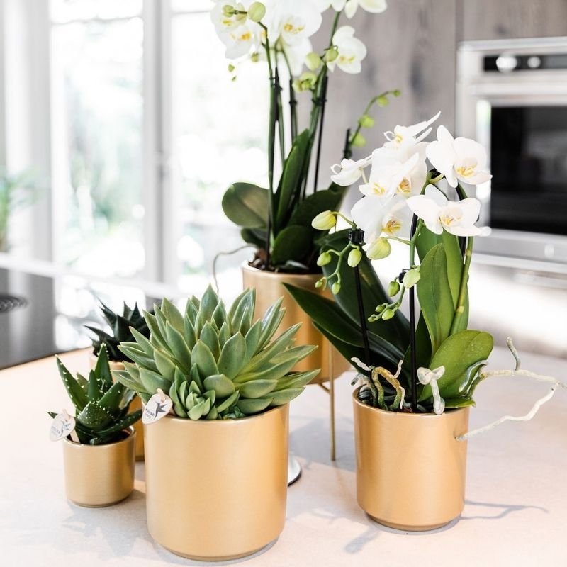 Kolibri Orchids | Witte Phalaenopsis orchidee - Niagara Fall White - Ø9cm