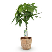 Pachira Aquatica gevlochten stam - Geldboom - met mand - Pot 21cm - Hoogte 80-90cm