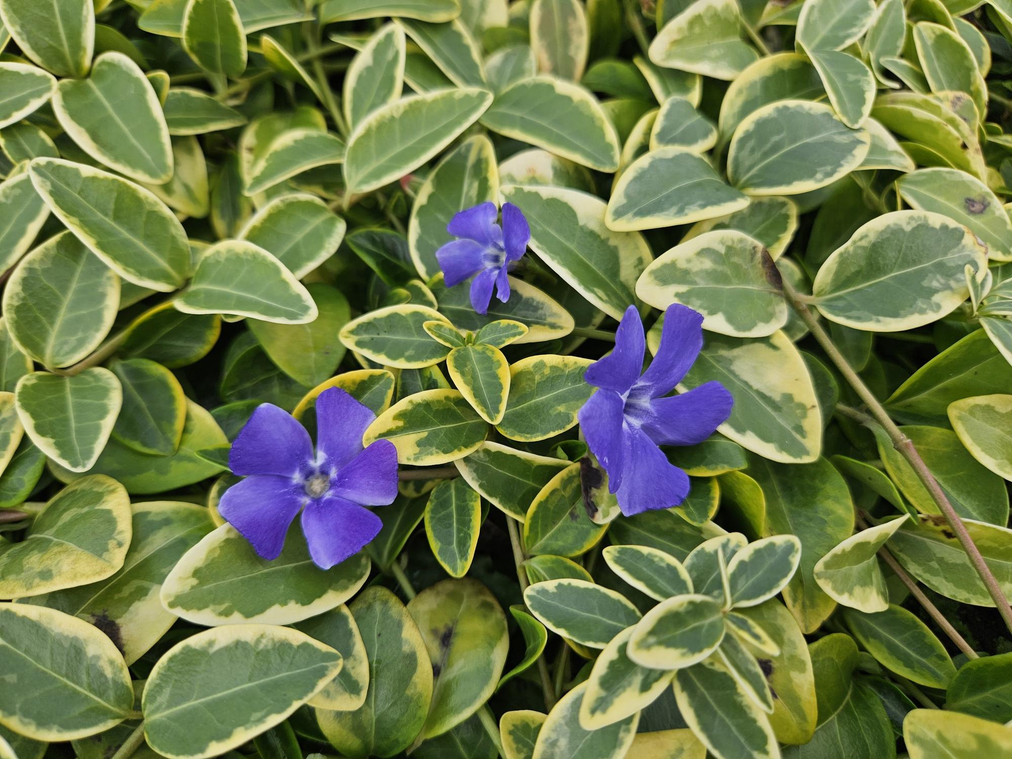 6x Vinca minor 'Blu e Oro' - ↕10-25cm - Ø9cm