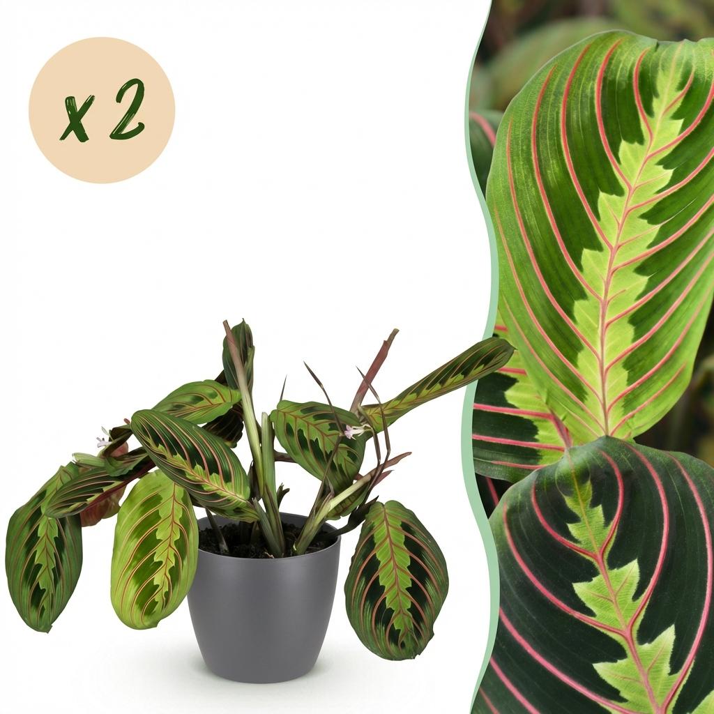 Maranta Fascinator Tricolour - Gebedsplant - Huisdiervriendelijke Plant - Groen - 2 Planten - met Potter Grijs - Pot 12cm - Hoogte 25cm