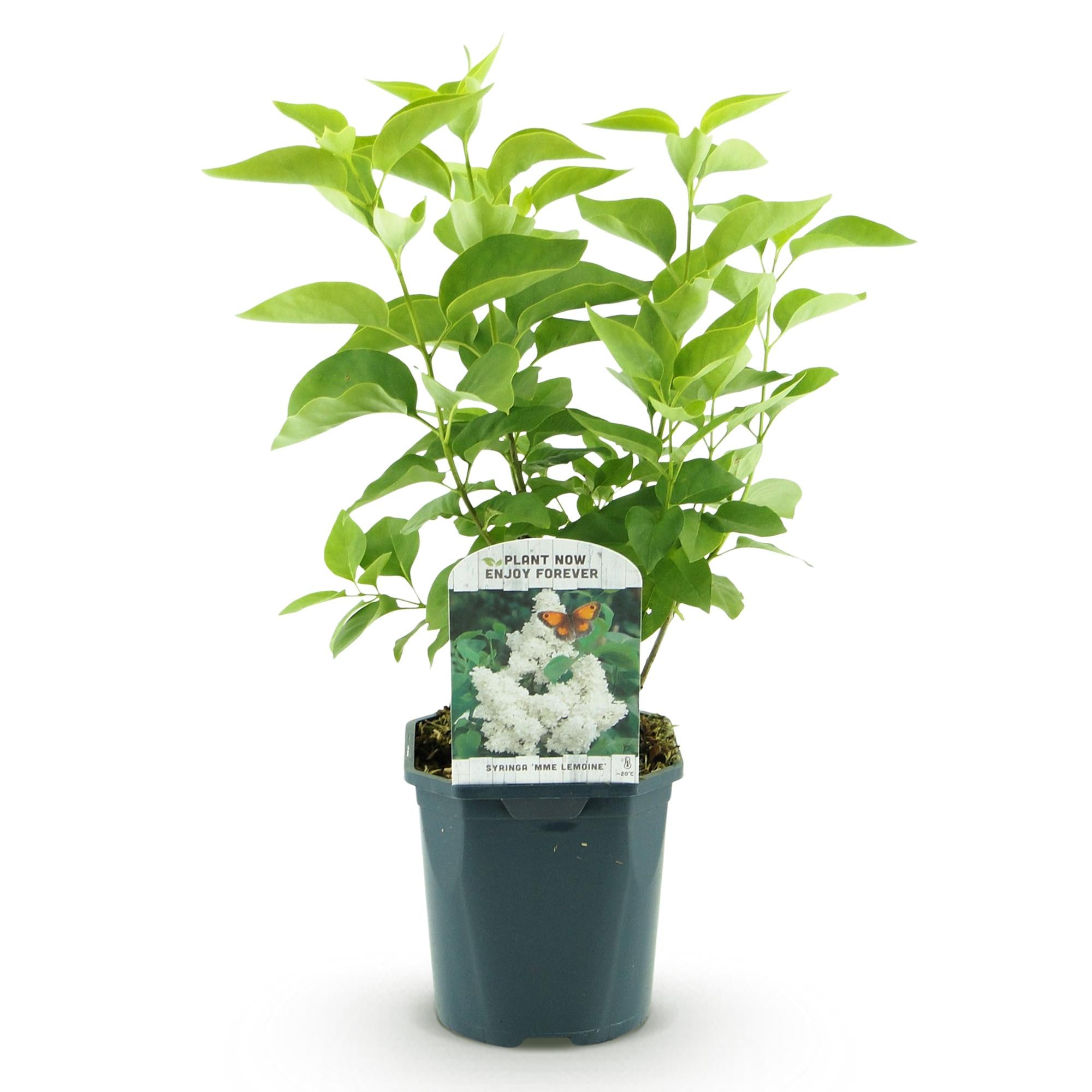 Syringa vulgaris mme Lemoine - Gewone Sering - Winterhard - Wit - 1 Plant - Pot 17cm - Hoogte 45cm