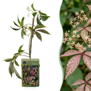 Parthenocissus henryana - Chinese wingerd 6x - Groen - Klimplant - Ø9cm - ↕35cm