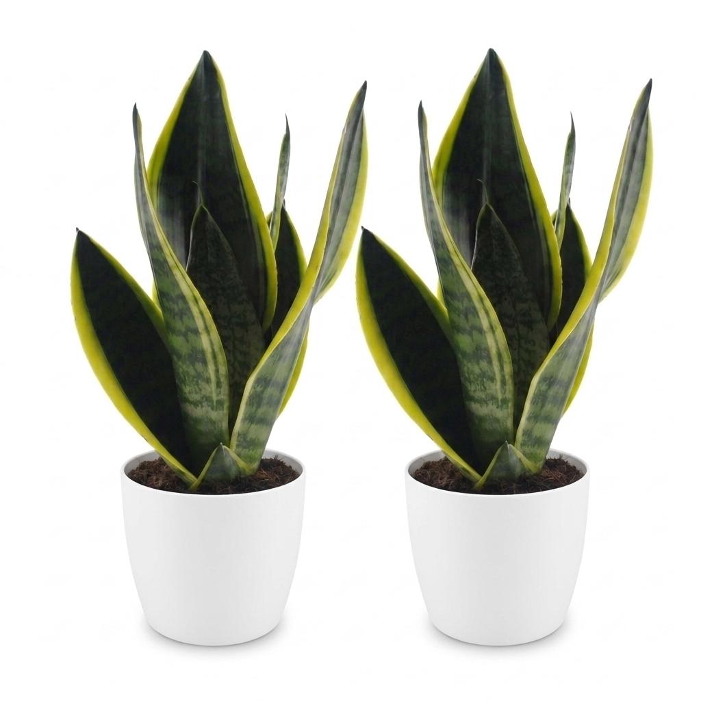 Sansevieria Future Superb - Vrouwentong - 2x - met Potter Wit - Pot 12cm - Hoogte - 35cm