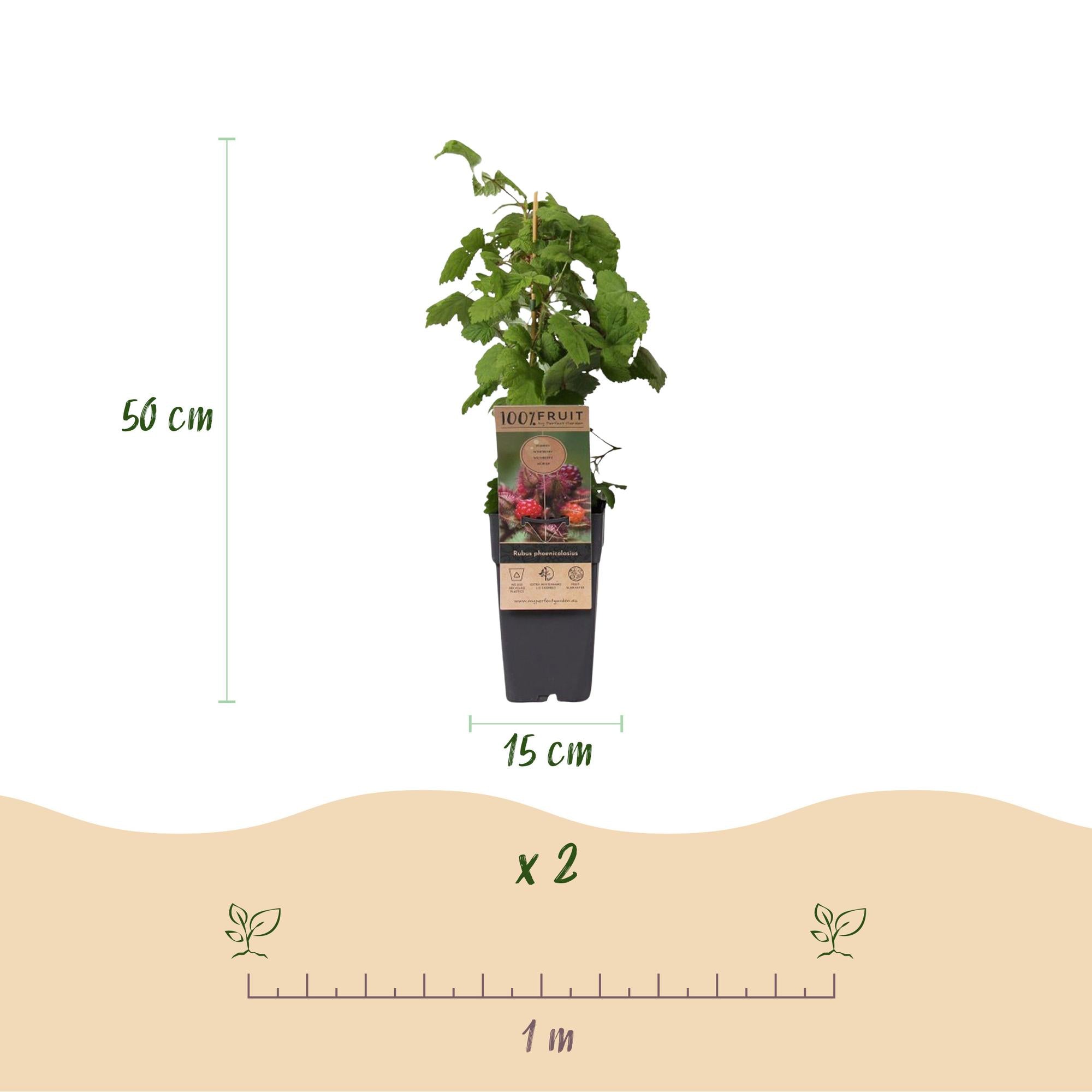 Rubus phoenicolasius - Japanse wijnbes - Winterhard - Fel Rode Framboos - 2 Planten - Pot 15cm - Hoogte 50cm