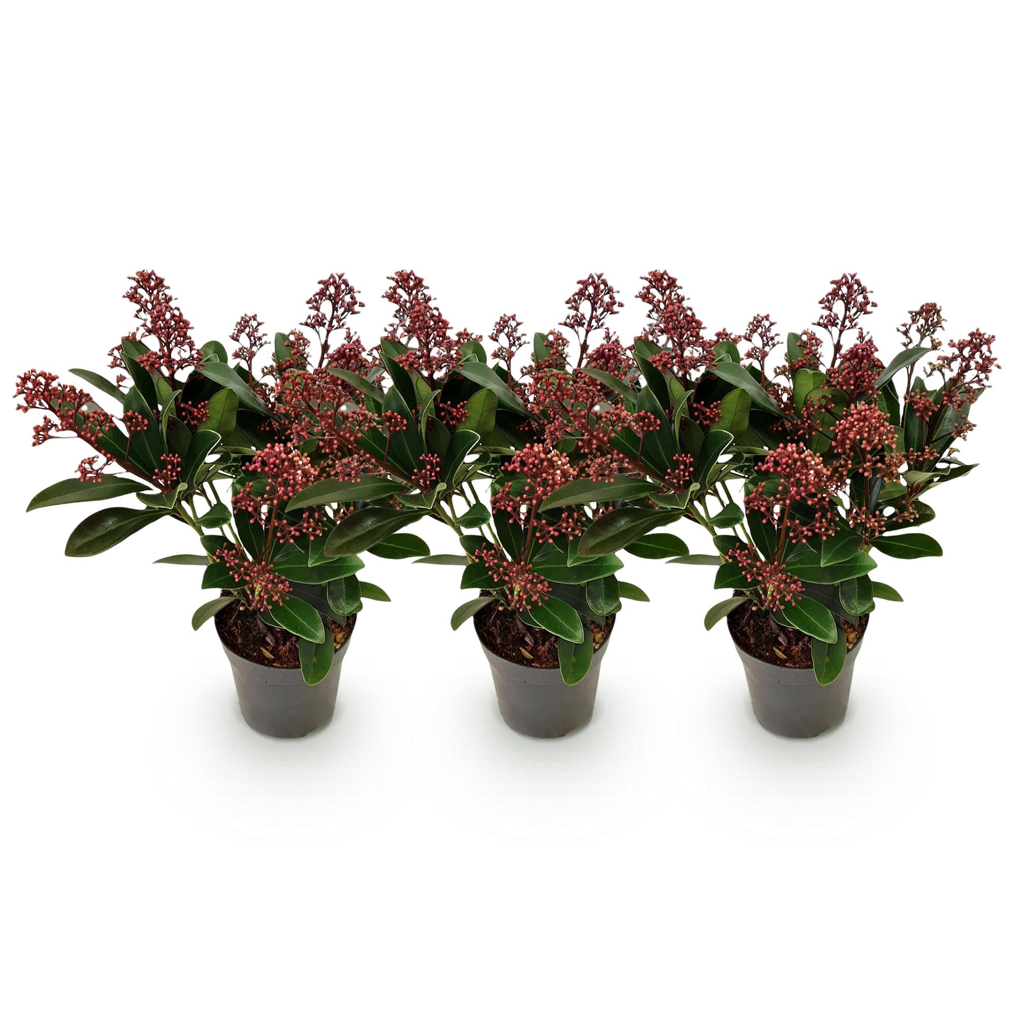 Skimmia japonica Rubella - Bloem Rood - 10+ Bloemen - 3 Planten - Winterhard - Pot 10,5cm Hoogte 25cm