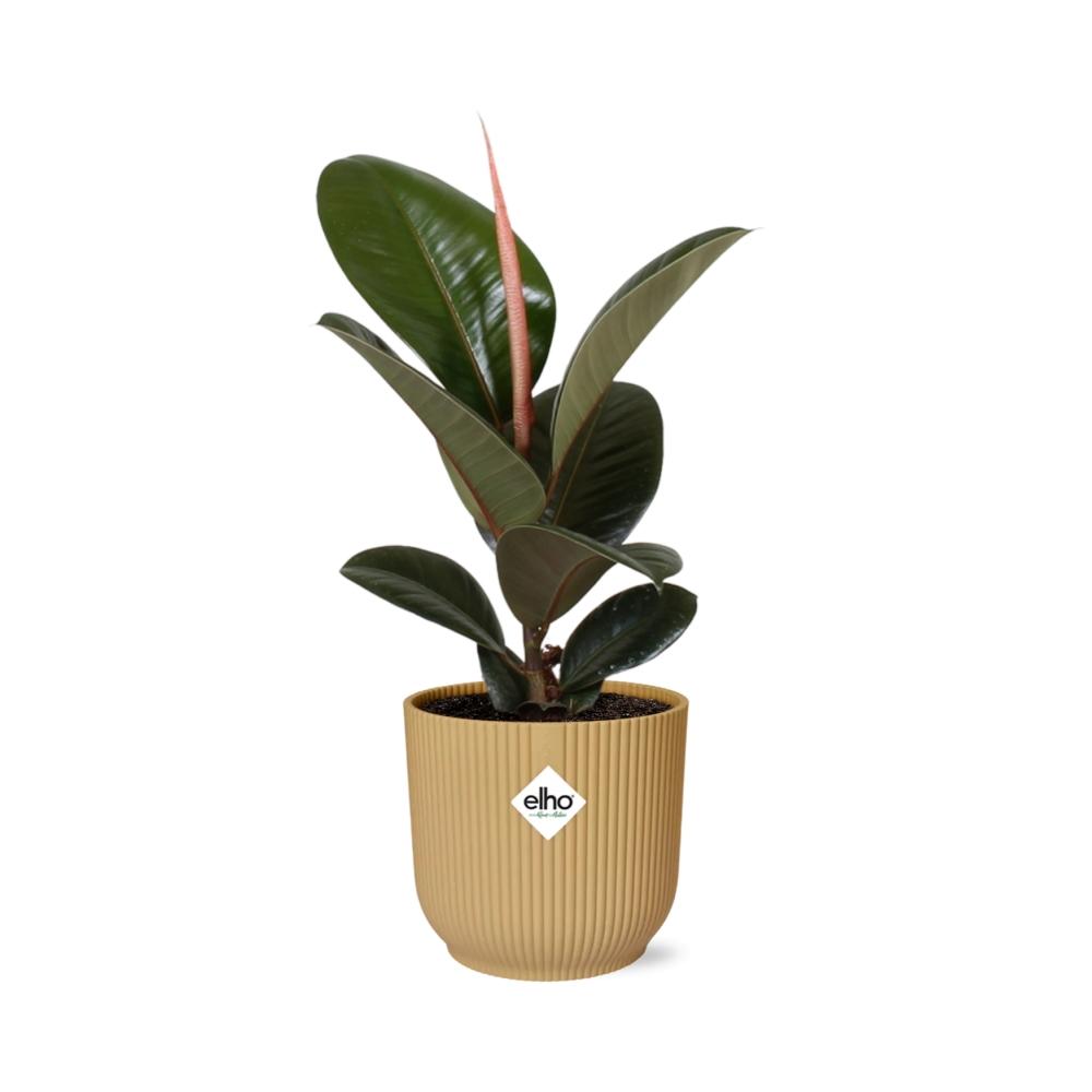 Ficus Elastica 'Robusta' en maceta plegable ELHO Vibes de 14 cm, color amarillo