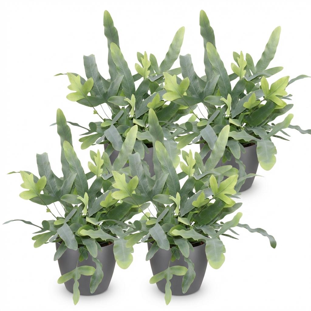 Phlebodium aureum Blue Star - Blauwe Varen - Blauw - 4 Planten - met Potter Grijs - Pot 12cm - Hoogte 25cm