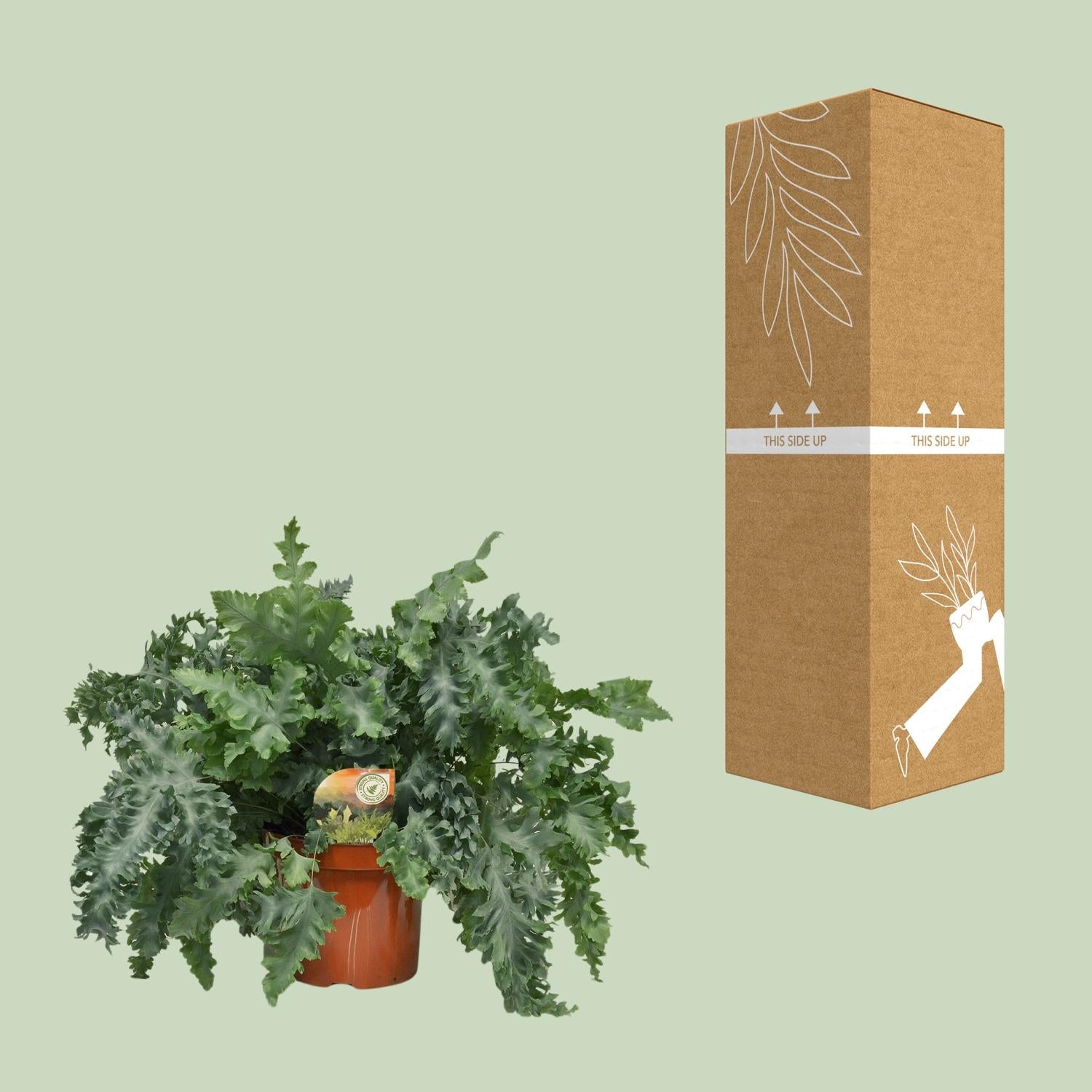 Flebodio Davana - Ø26cm - ↕60cm
