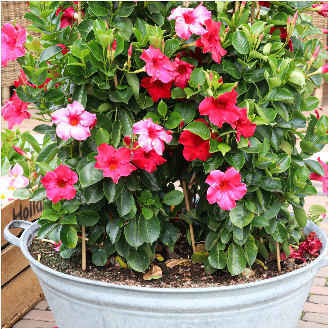 6 x Dipladenia Rossa - Mandevilla Rossa Ø12 cm - ↕25 cm