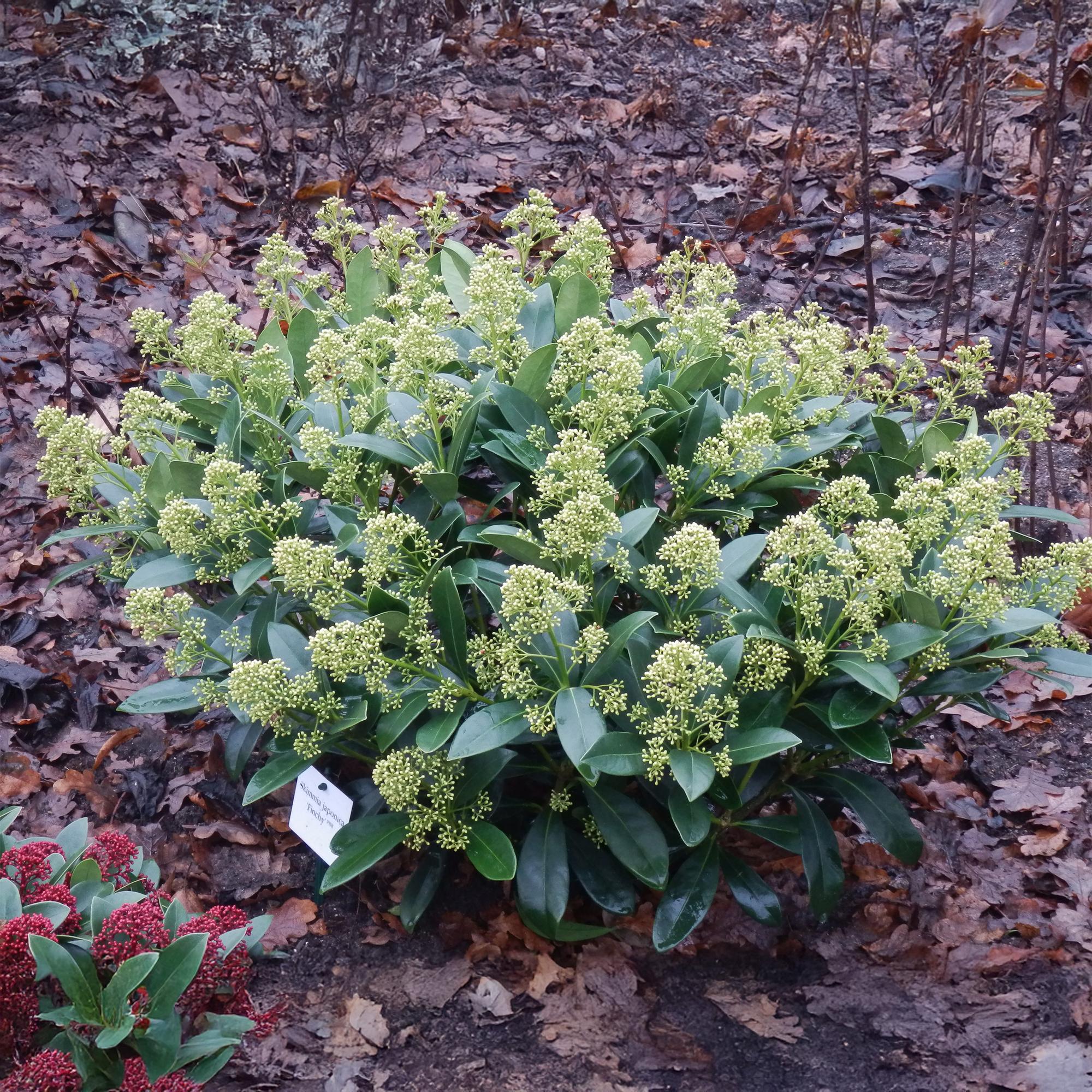 Skimmia japonica Finchy - Bloem Wit - 15+ Bloemen - 3 Planten - Winterhard - Pot 15cm Hoogte 30cm