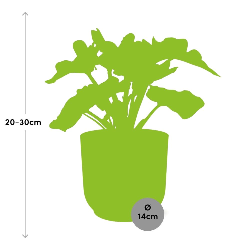 Philodendron Atom in ELHO Vibes Fold 14cm pink