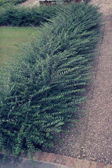 12x Lonicera pileata - ↕10-25cm - Ø9cm