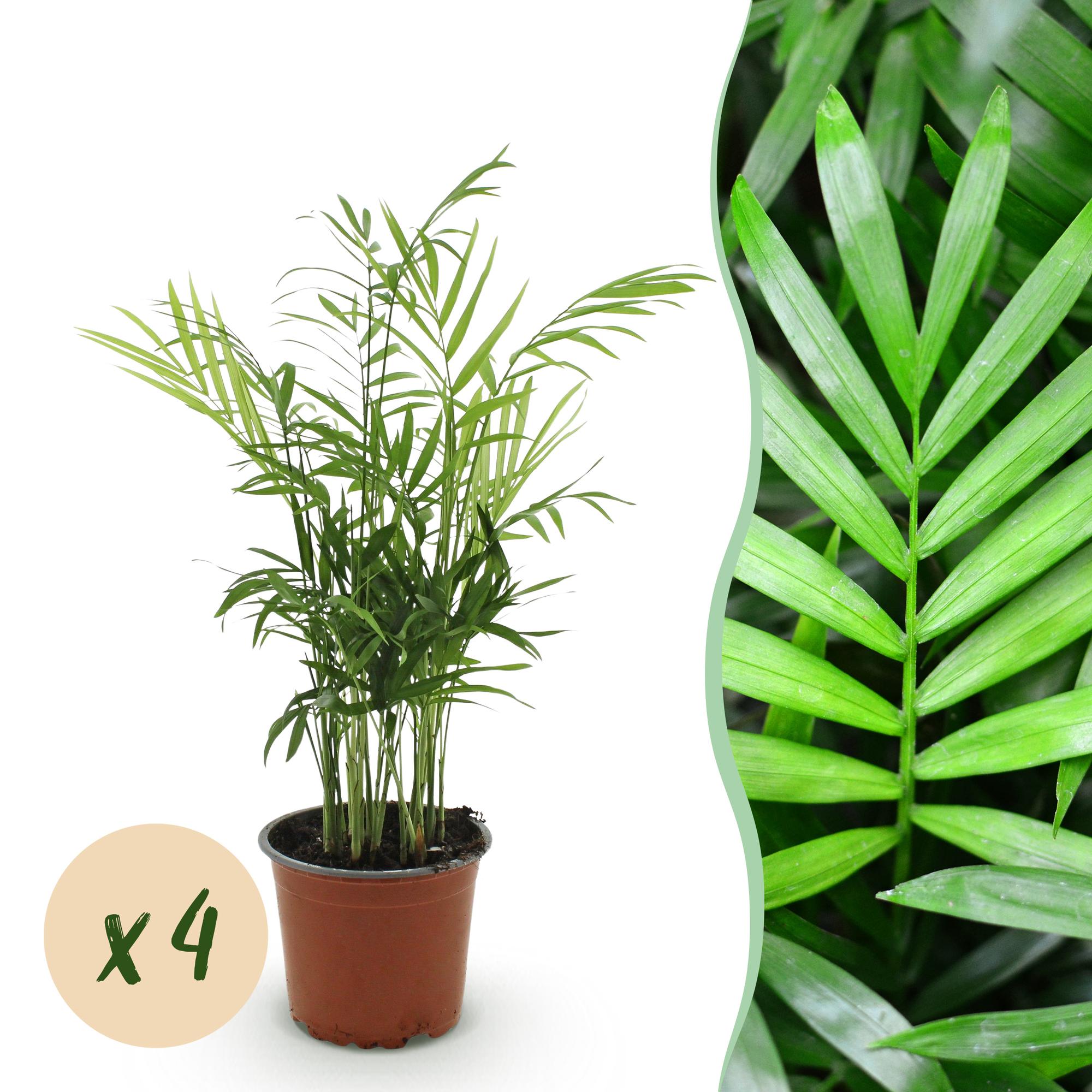 Chamaedorea elegans - Goudpalm - Huisdiervriendelijk - Groen - 4 Planten - Pot 12cm - Hoogte 35-40cm
