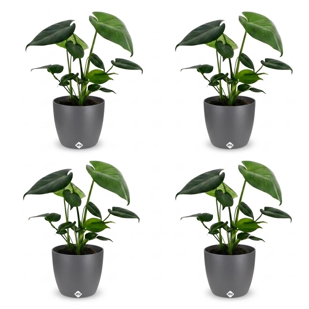 Monstera Deliciosa - Gatenplant - 4x - met Potter Grijs - Pot 12cm - Hoogte - 30cm