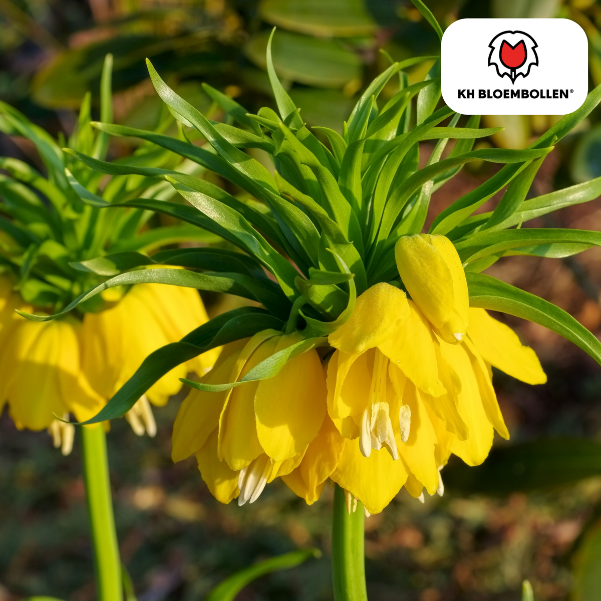 Fritillaria / Imperial Crown Lutea 5 pezzi