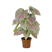 Kunstplant Caladium green / pink - 57cm