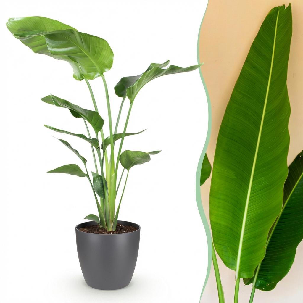Strelitzia Nicolai - Paradijsvogelbloem - met Potter Grijs - Pot 21cm - Hoogte 110-120cm