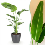 Strelitzia Nicolai - Paradijsvogelbloem - met Potter Grijs - Pot 21cm - Hoogte 110-120cm