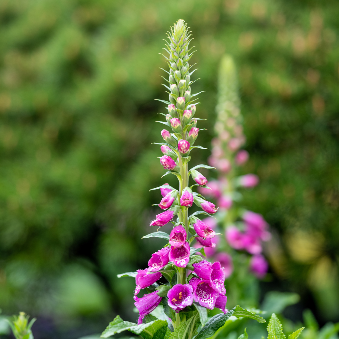60x Digitalis purpurea - ↕10-25cm - Ø9cm