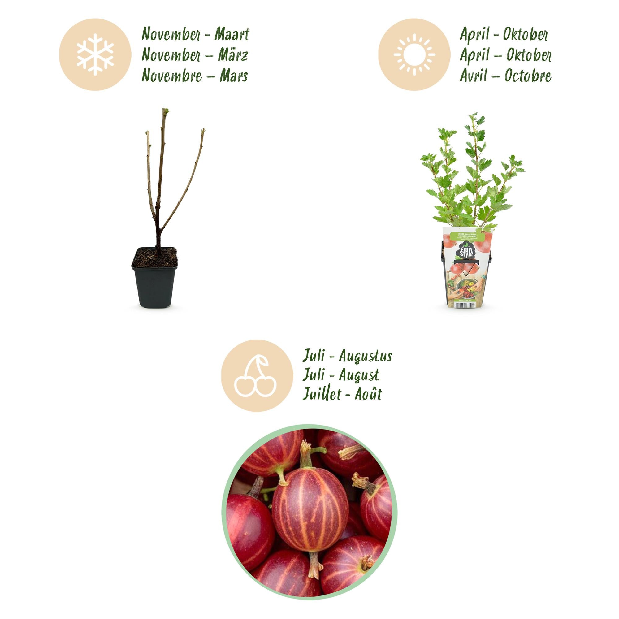 Kruisbes - Ribes uva-crispa Hinnonmaki Rod - Winterhard - 3 Planten - Pot 9 cm - Rode Bes
