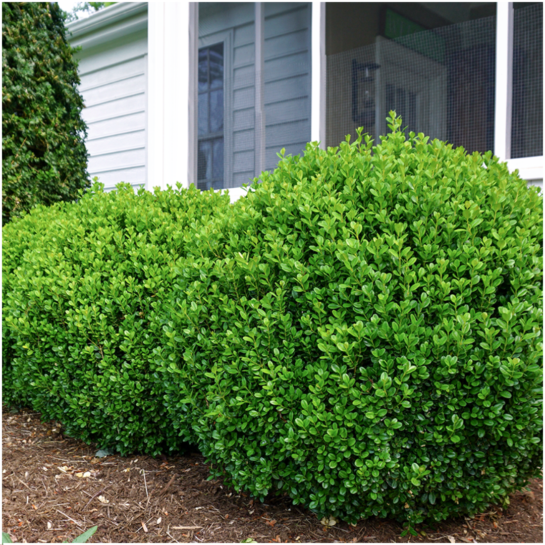 12 x 6er-Pack Buxus NewGen Freedom – Winterharte, immergrüne Sträucher 72 x Ø7 cm - ↕15 cm | Kompakter Buchsbaum