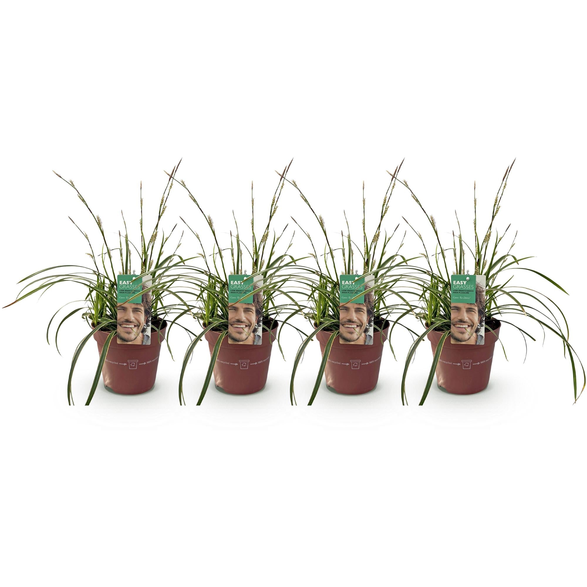 Carex morrowii Ice Dance  - Wit & Groen - 4 Planten - Bladhoudend - Weinig Onderhoud - Pot 17cm Hoogte 50cm