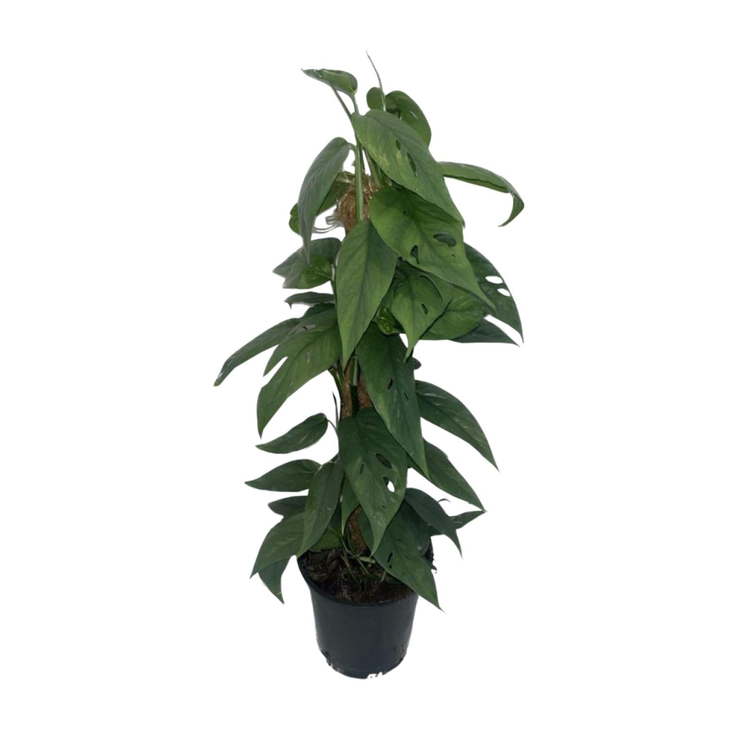Epipremnum Cebu Blue moss stick - Ø15cm - ↕60cm